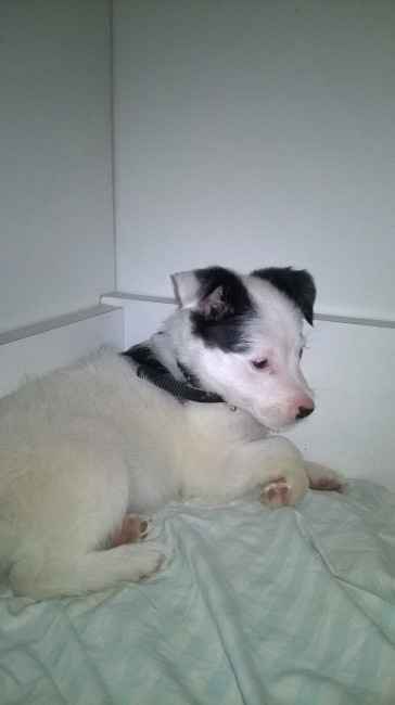 Nuvola mentre si gode il suo letto.