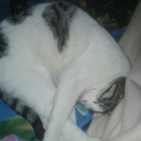 Le foto dei vostri animali - 1