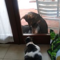 Le foto dei vostri animali - 2