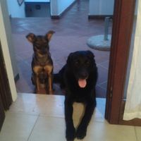 Le foto dei vostri animali - 3