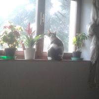 Le foto dei vostri animali - 4