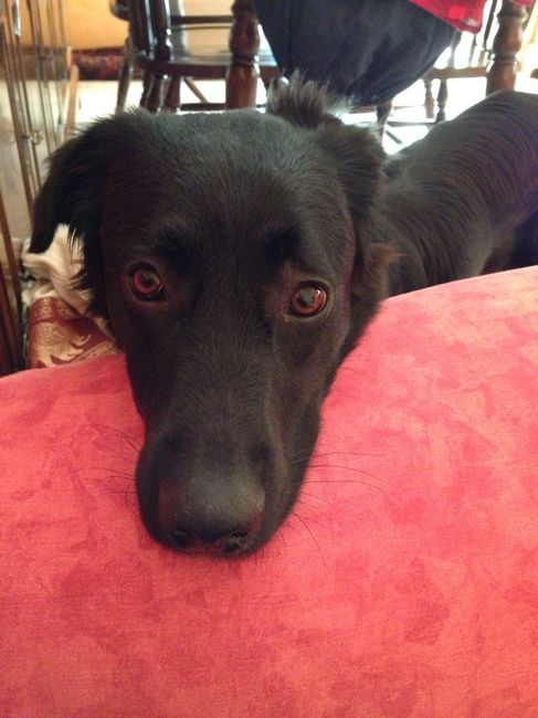 Too cute: i vostri amici animali - 1