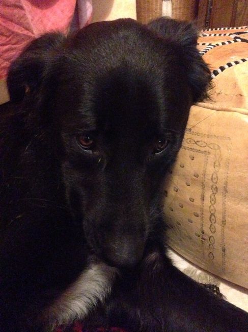 Too cute: i vostri amici animali - 3