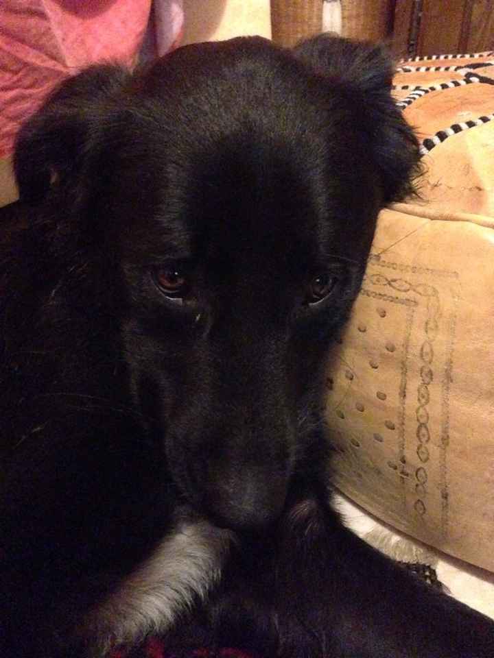 Too cute: i vostri amici animali - 3