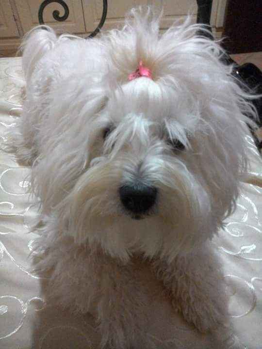 Le foto dei vostri animali - 1