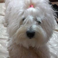 Le foto dei vostri animali - 1