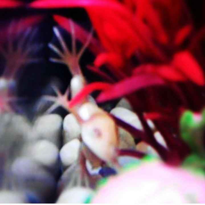 Too cute: i vostri amici animali - 3