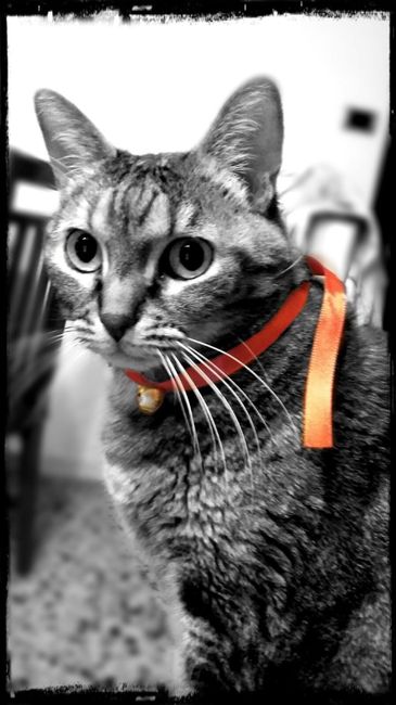 Convivenze pelose!🐶🐱🐹🐰 - 1