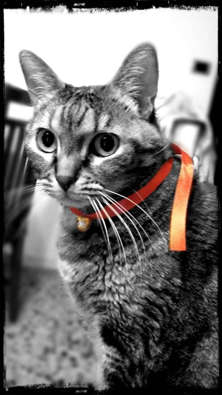 Convivenze pelose!🐶🐱🐹🐰 - 1