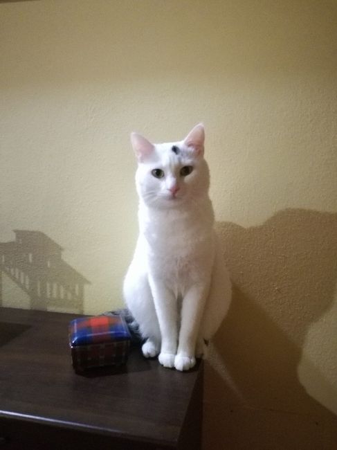 Seconda proposta 😂 - 1