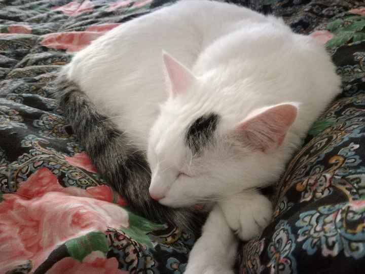 Mi presentate i vostri amici a 4 zampe?! 😃 - 1