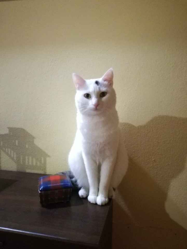 Seconda proposta 😂 - 1