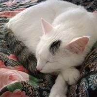 Mi presentate i vostri amici a 4 zampe?! 😃 - 1