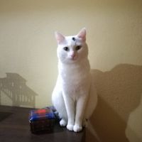 Seconda proposta 😂 - 1