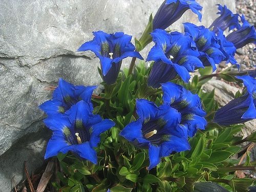 Genziana blu