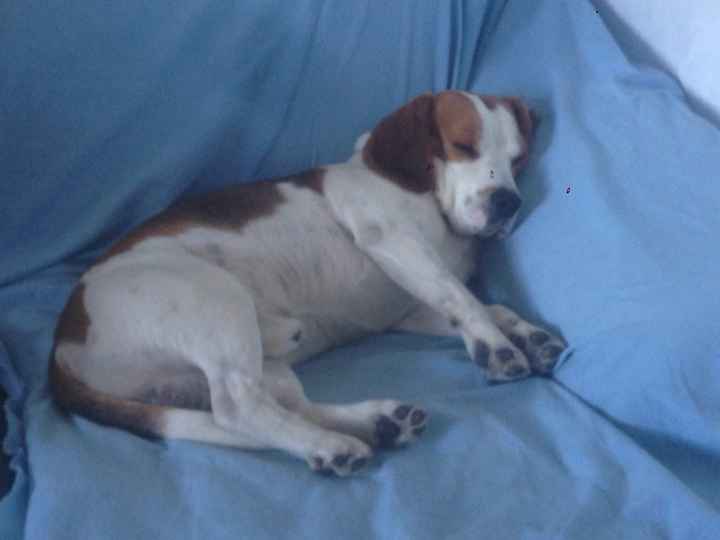 Prenderete un animale domestico? Quale? - 1