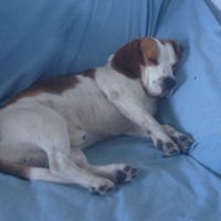 Prenderete un animale domestico? Quale? - 1