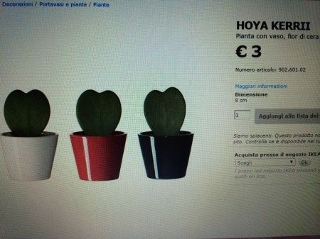 Bomboniere piantine grasse - 1