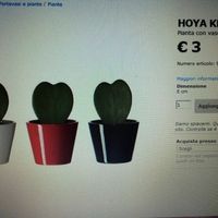 Bomboniere piantine grasse - 1