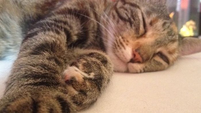 Chi è riuscita a portare il gatto al ricevimento? - 1