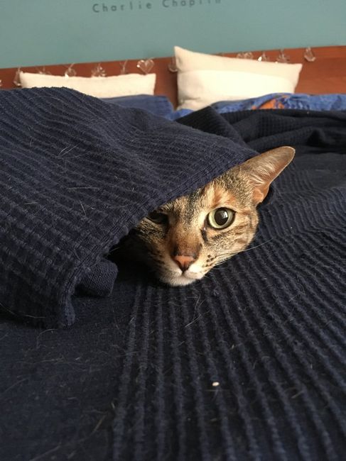 Chi è riuscita a portare il gatto al ricevimento? - 2
