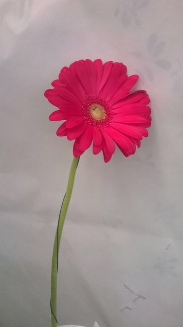 Che fiore avete scelto per il vostro matrimonio? - 2