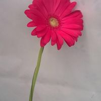 Che fiore avete scelto per il vostro matrimonio? - 2