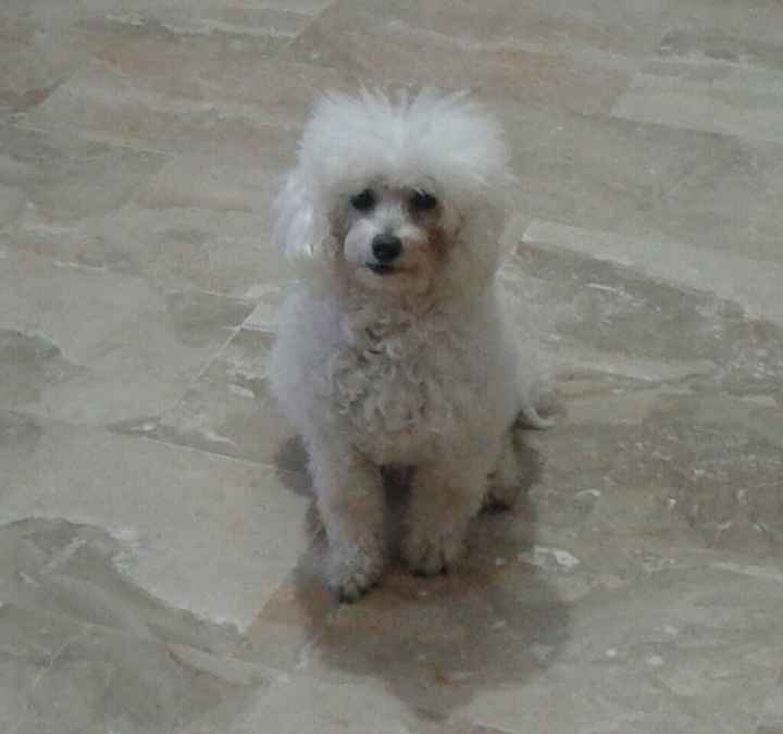 Trilly sarà con me :) - 1