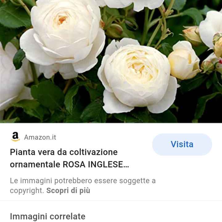 Bouquet di peonie 💐 - 1