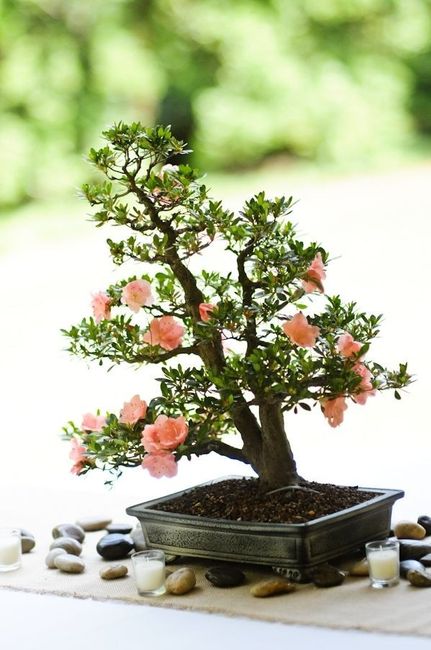 Bonsai fiorito e sassi zen