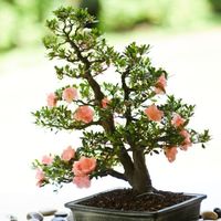 Bonsai fiorito e sassi zen