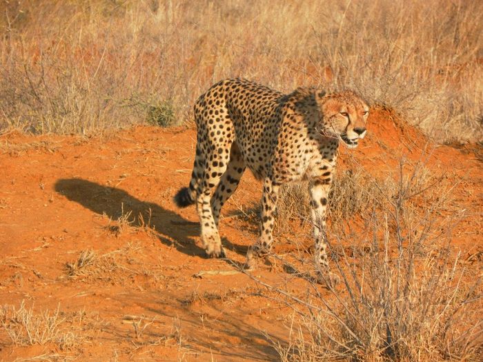 cita (leopardo con occhi rossi)