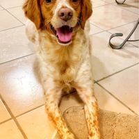 Il nostro amico a quattro zampe si chiama... - 1