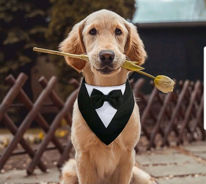 Look cani al matrimonio 2