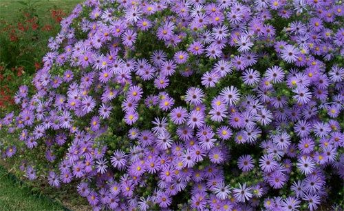 aster