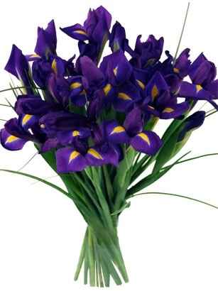 iris fiori