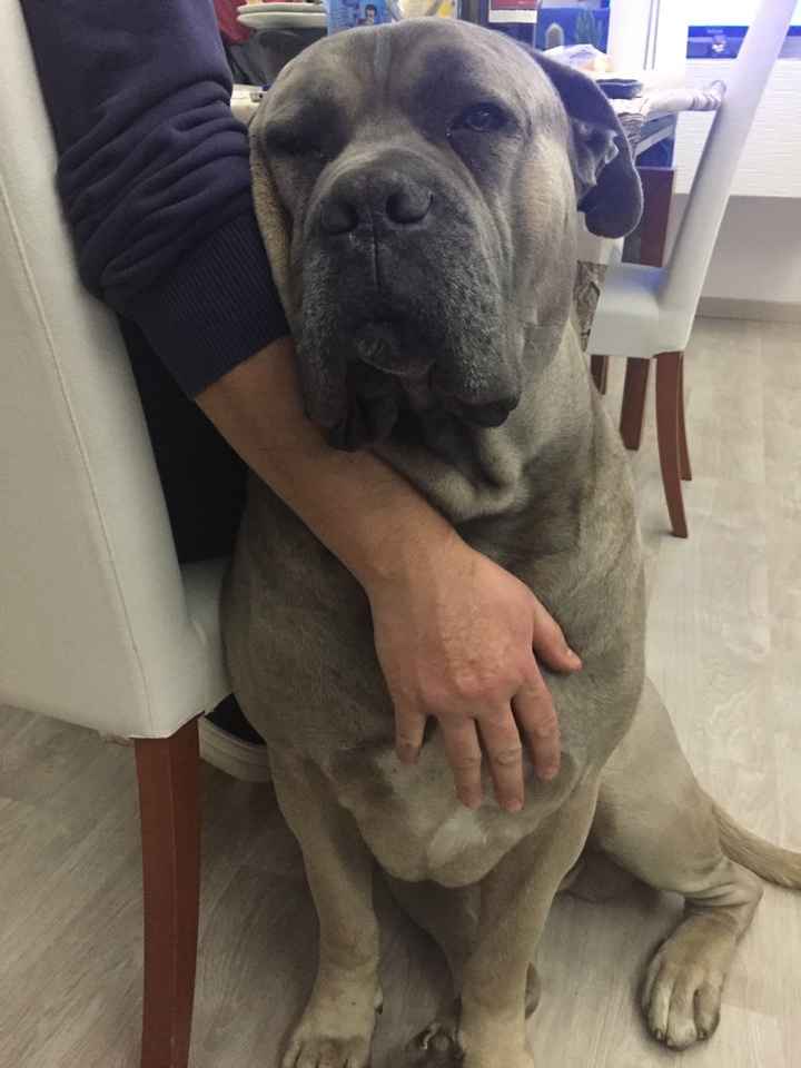 Cani al matrimonio - 1