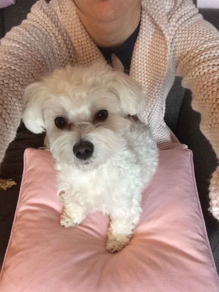 Animaletti in casa - 1