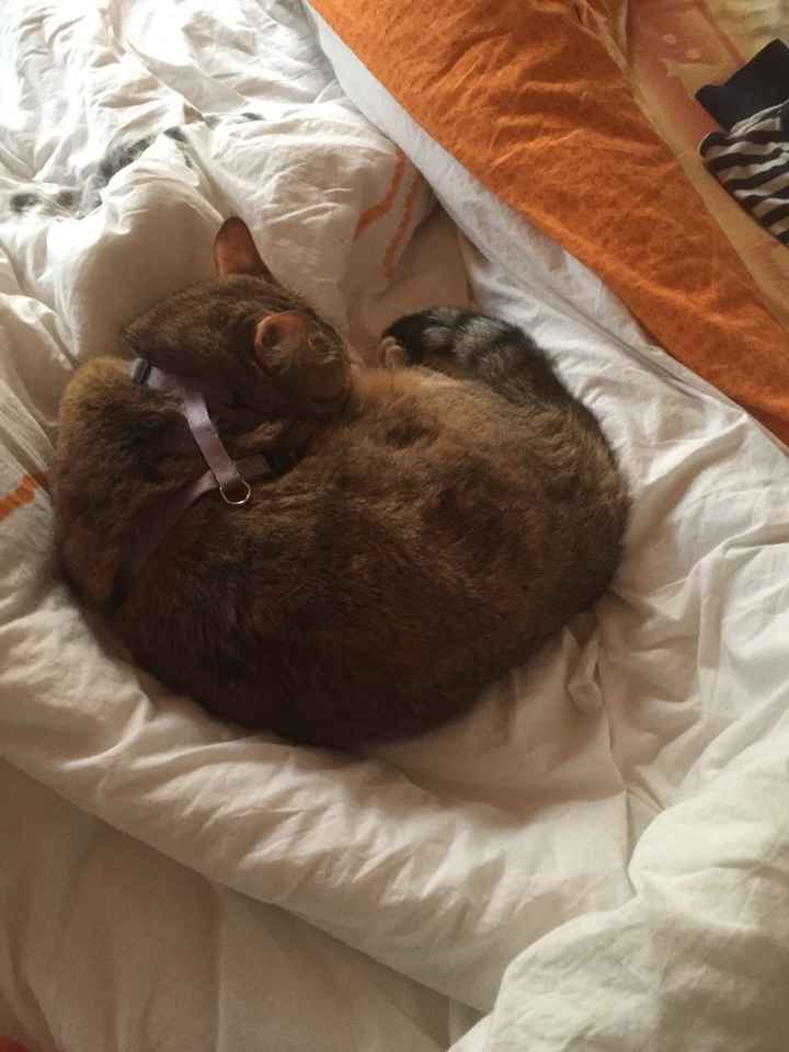 Milu'