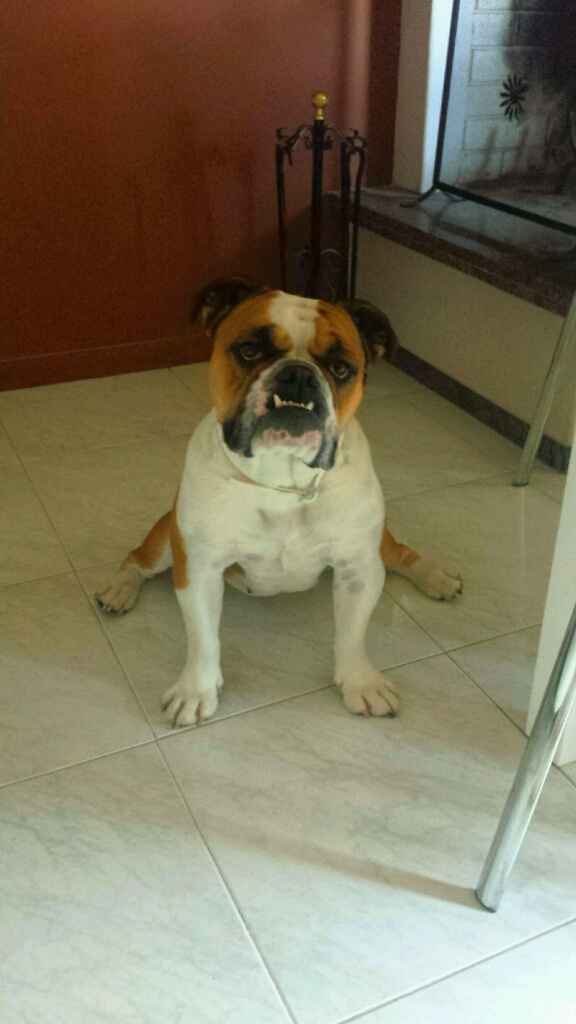 Too cute: i vostri amici animali - 5