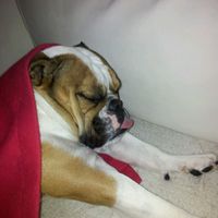 Too cute: i vostri amici animali - 1