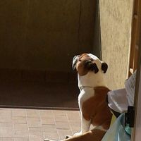 Too cute: i vostri amici animali - 2