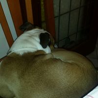 Too cute: i vostri amici animali - 3