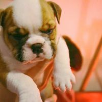 Too cute: i vostri amici animali - 4