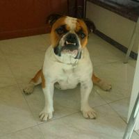 Too cute: i vostri amici animali - 5