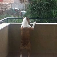 Too cute: i vostri amici animali - 6