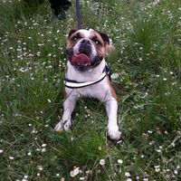 Too cute: i vostri amici animali - 7