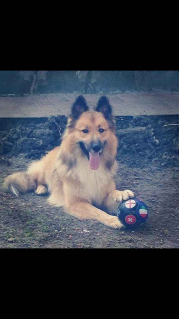 Vivere anche con un amico a quattro zampe... - 1