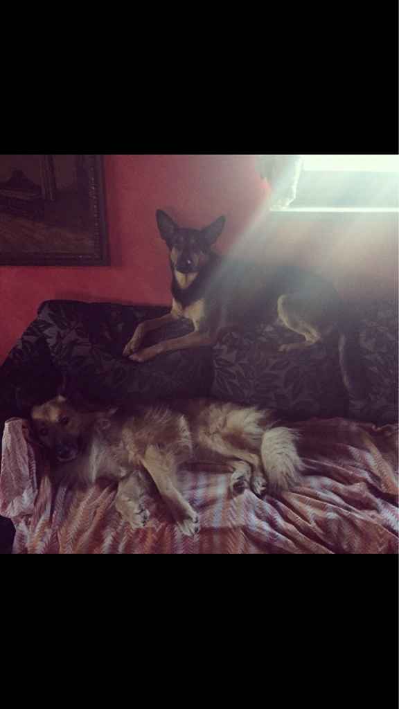 Vivere anche con un amico a quattro zampe... - 3