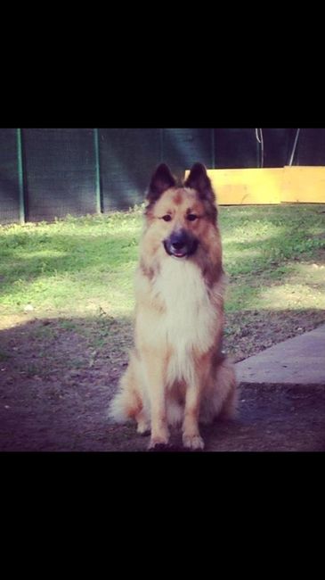 Vivere anche con un amico a quattro zampe... - 2